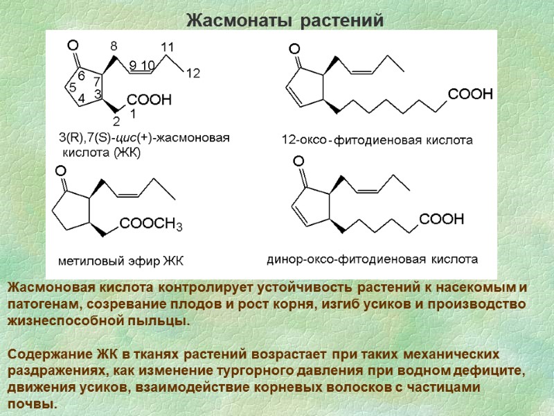 Жасмоновая кислота контролирует устойчивость растений к насекомым и патогенам, созревание плодов и рост корня,